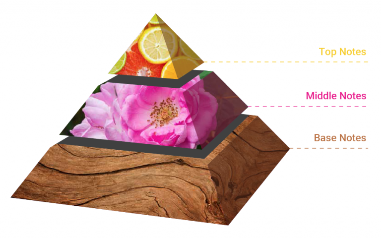 نمودار هرم رایحه شامل نت اولیه، میانی و پایه در ترکیب عطر